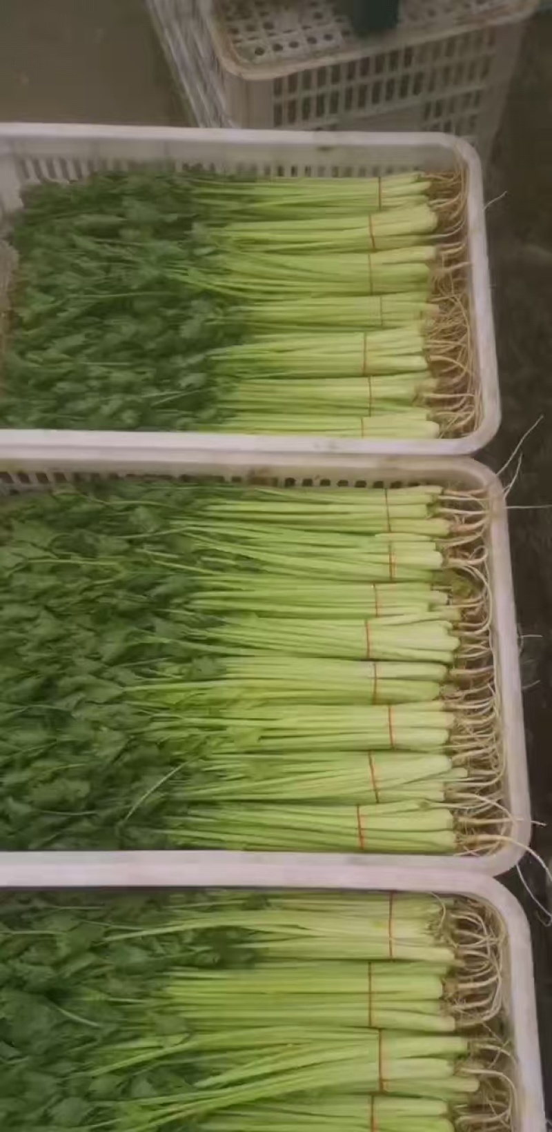 芹菜香芹/产区直发/货源充足/欢迎采购