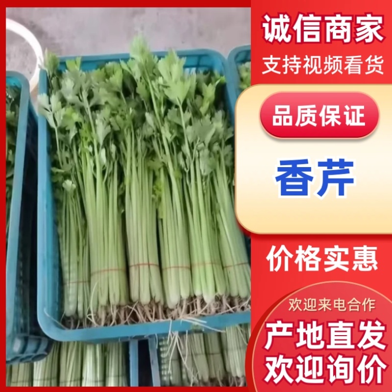 芹菜香芹/产区直发/货源充足/欢迎采购