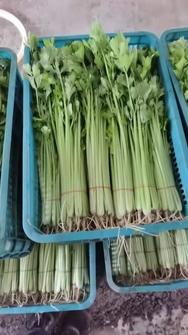 芹菜香芹/产区直发/货源充足/欢迎采购