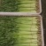 芹菜香芹/产区直发/货源充足/欢迎采购