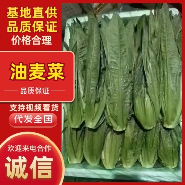 油麦菜/产区直发/货源充足/欢迎选购/大量有货