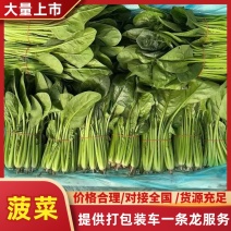 菠菜/产区直发/货源充足/欢迎选购/各种规格都有