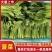 菠菜/产区直发/货源充足/欢迎选购/各种规格都有