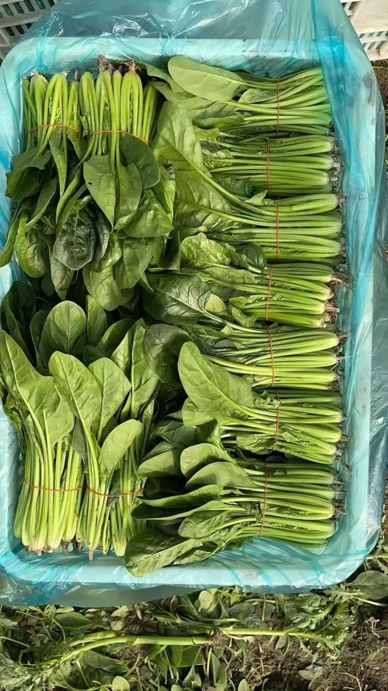 菠菜/产区直发/货源充足/欢迎选购/各种规格都有