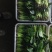 菠菜/产区直发/货源充足/欢迎选购/各种规格都有