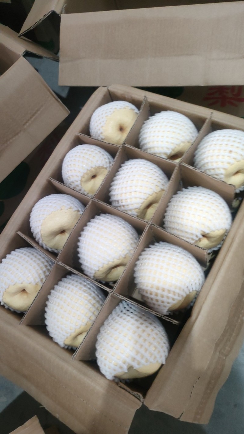 陕西蒲城优质贡梨大量供货中