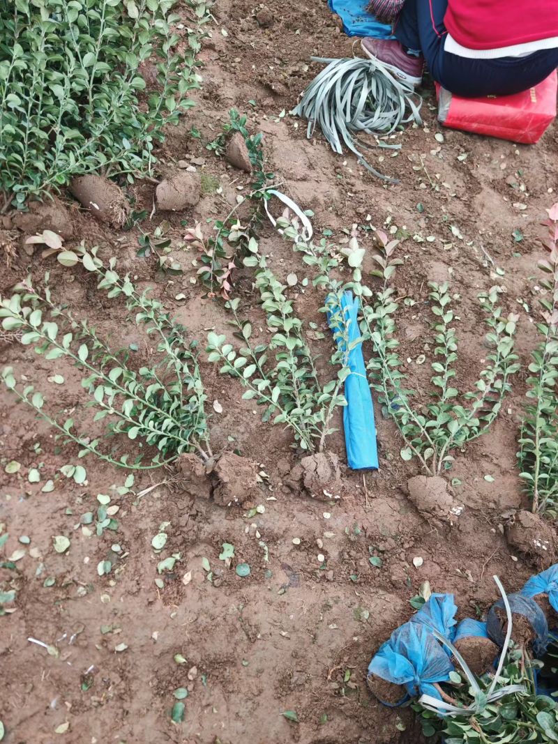 卫矛胶东卫矛河北卫矛卫矛价格卫矛基地卫矛产地
