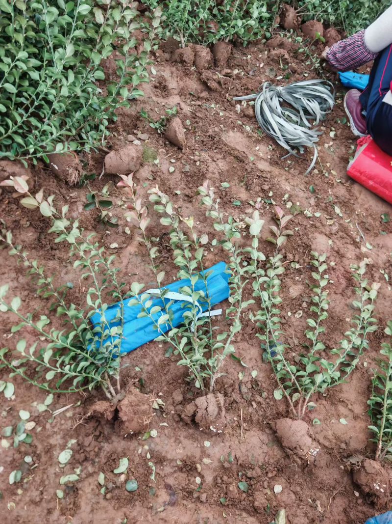 卫矛胶东卫矛河北卫矛卫矛价格卫矛基地卫矛产地