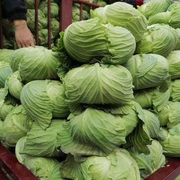 陕西蔬菜产地精品甘蓝菜，圆包菜货量充足价格优惠欢迎咨询