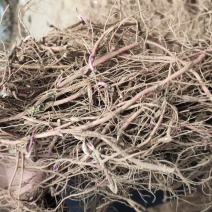 紫苑芽子，中药材种苗懒人种植成活率高