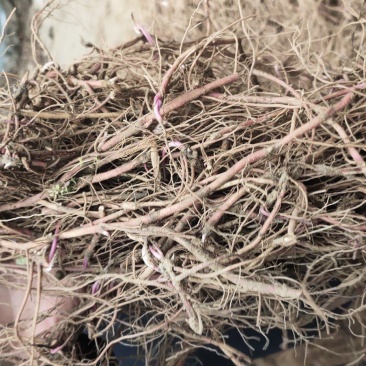 紫苑芽子，中药材种苗懒人种植成活率高