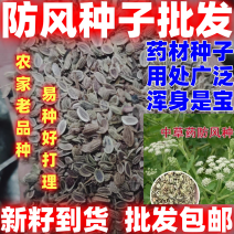 防风种子