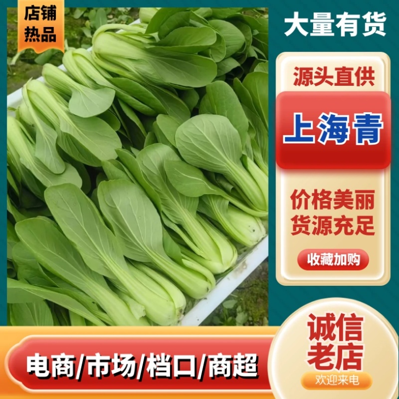 上海青/产区直发/货源充足/欢迎选购/大量现货
