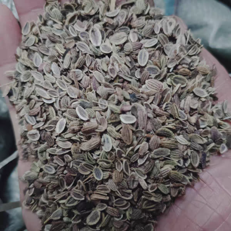 防风种子