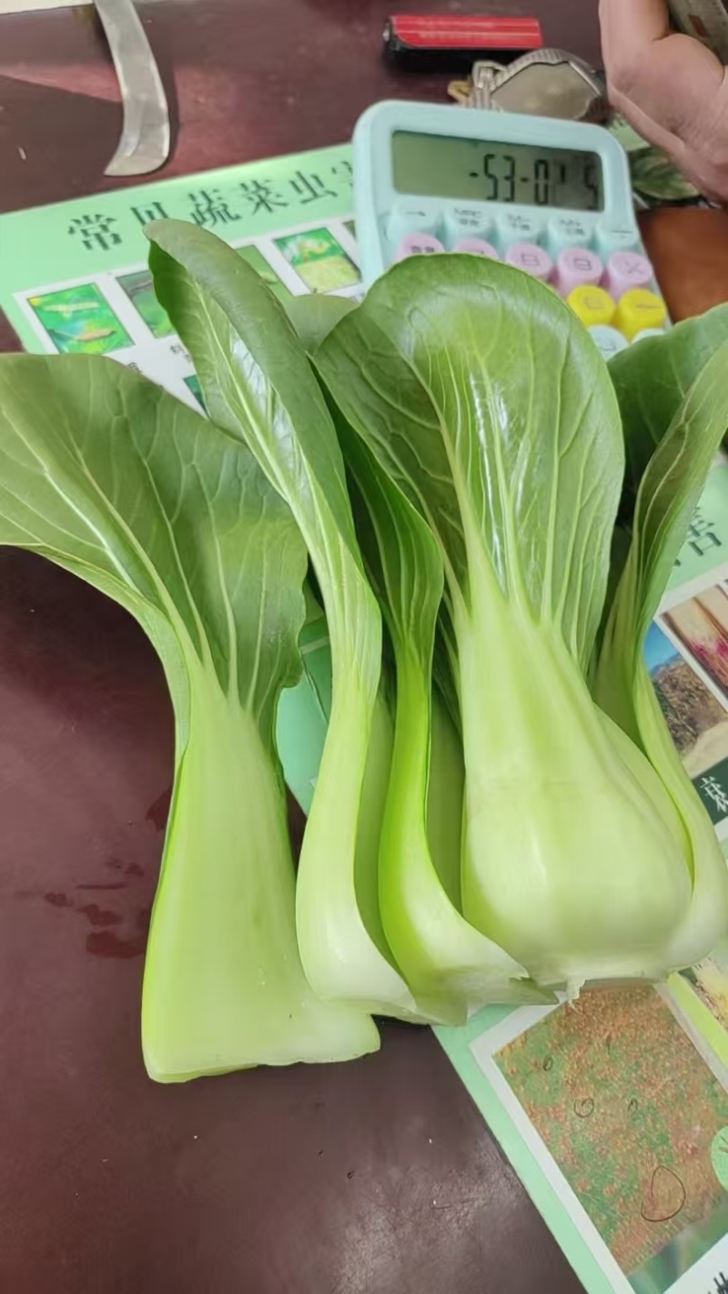 上海青/产区直发/货源充足/欢迎选购/大量现货