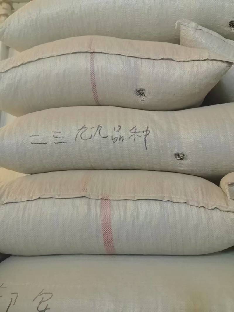 葫芦瓜子精品瓜子大量供应可视频看货欢迎来电采购洽谈
