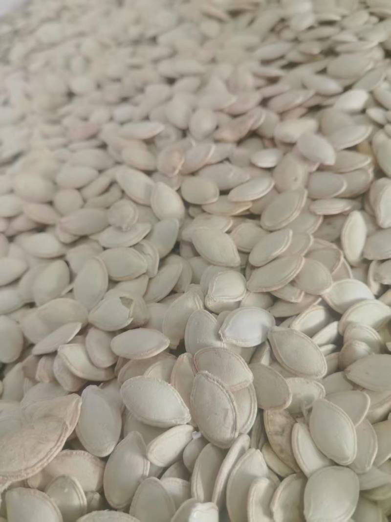 葫芦瓜子精品瓜子大量供应可视频看货欢迎来电采购洽谈