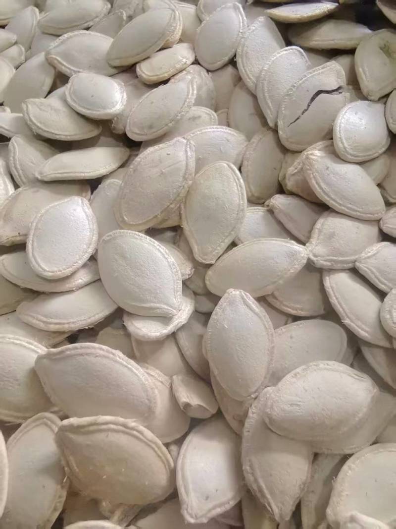葫芦瓜子精品瓜子大量供应可视频看货欢迎来电采购洽谈