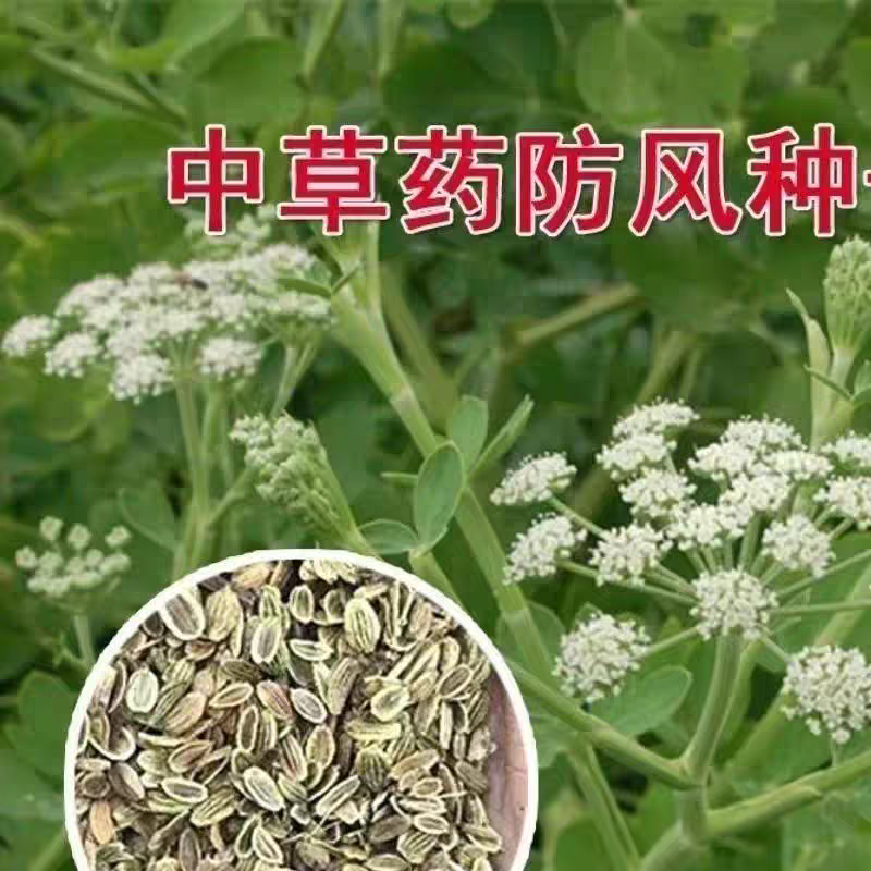 防风种子