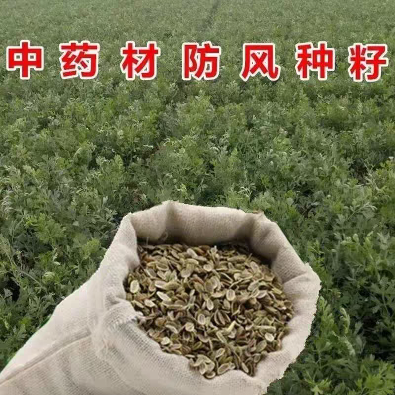 防风种子