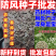防风种子