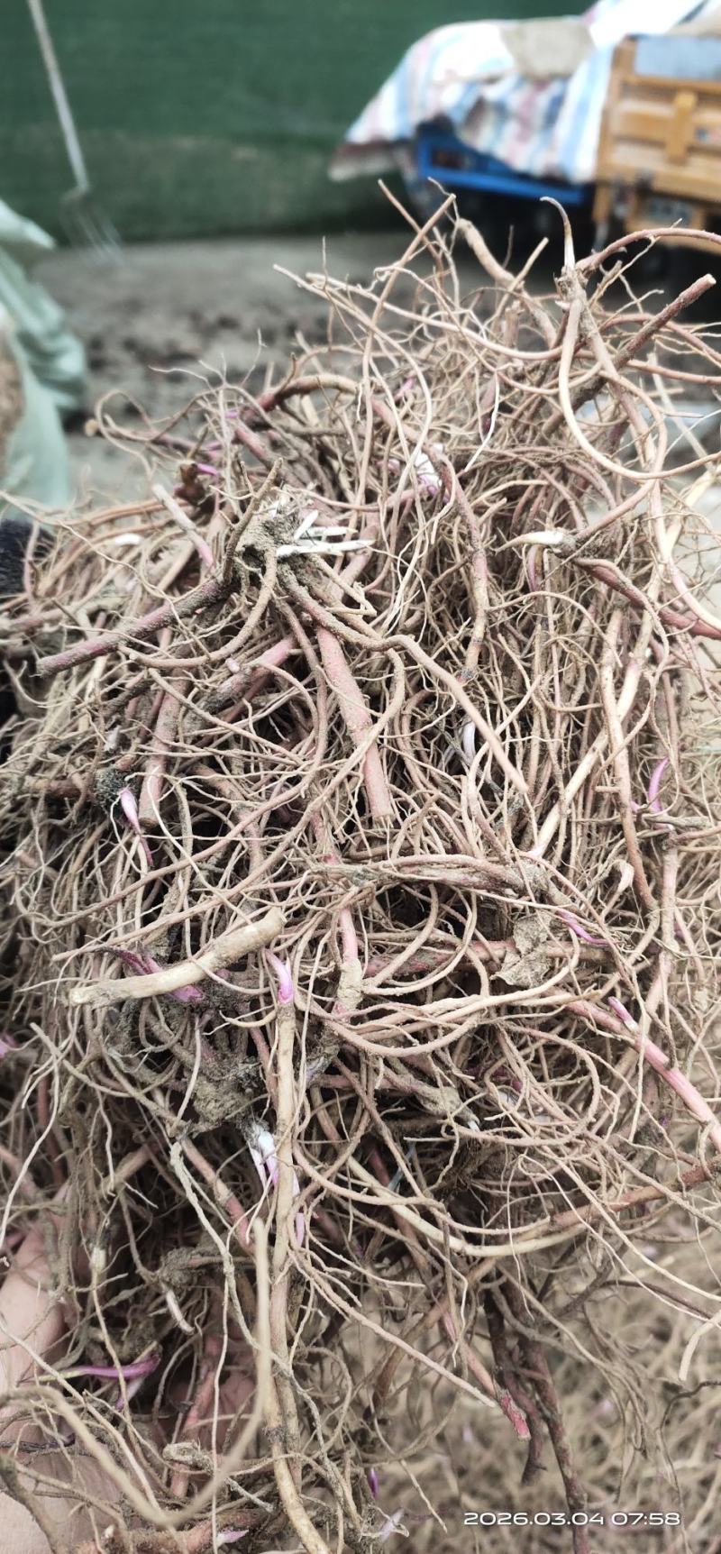 紫苑芽子，中药材种苗懒人种植成活率高