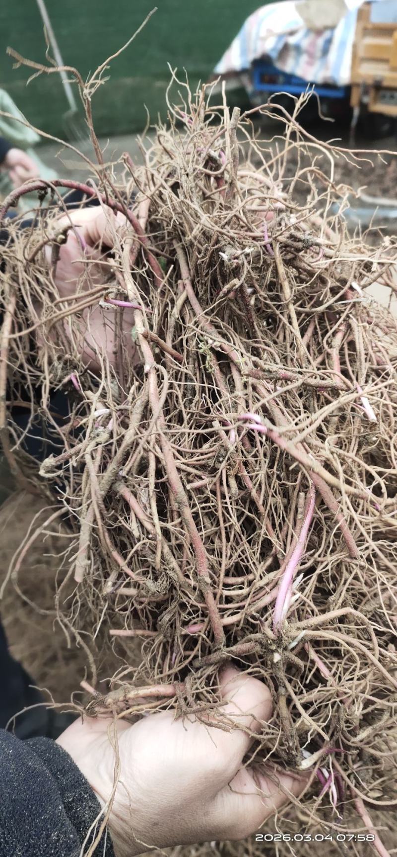 紫苑芽子，中药材种苗懒人种植成活率高