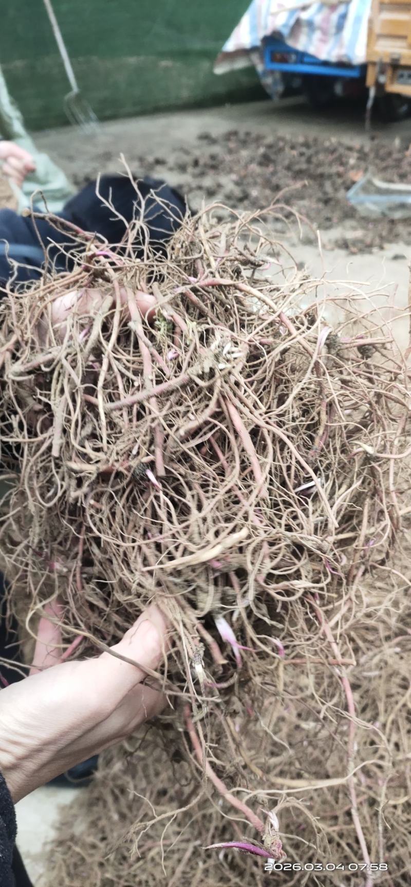 紫苑芽子，中药材种苗懒人种植成活率高