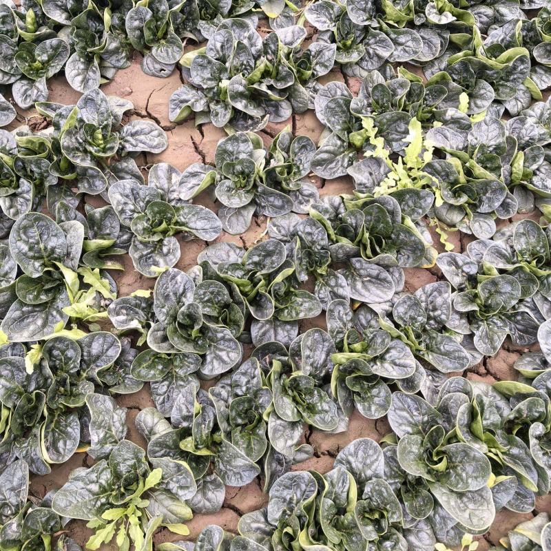 河南正宗趴地菠菜