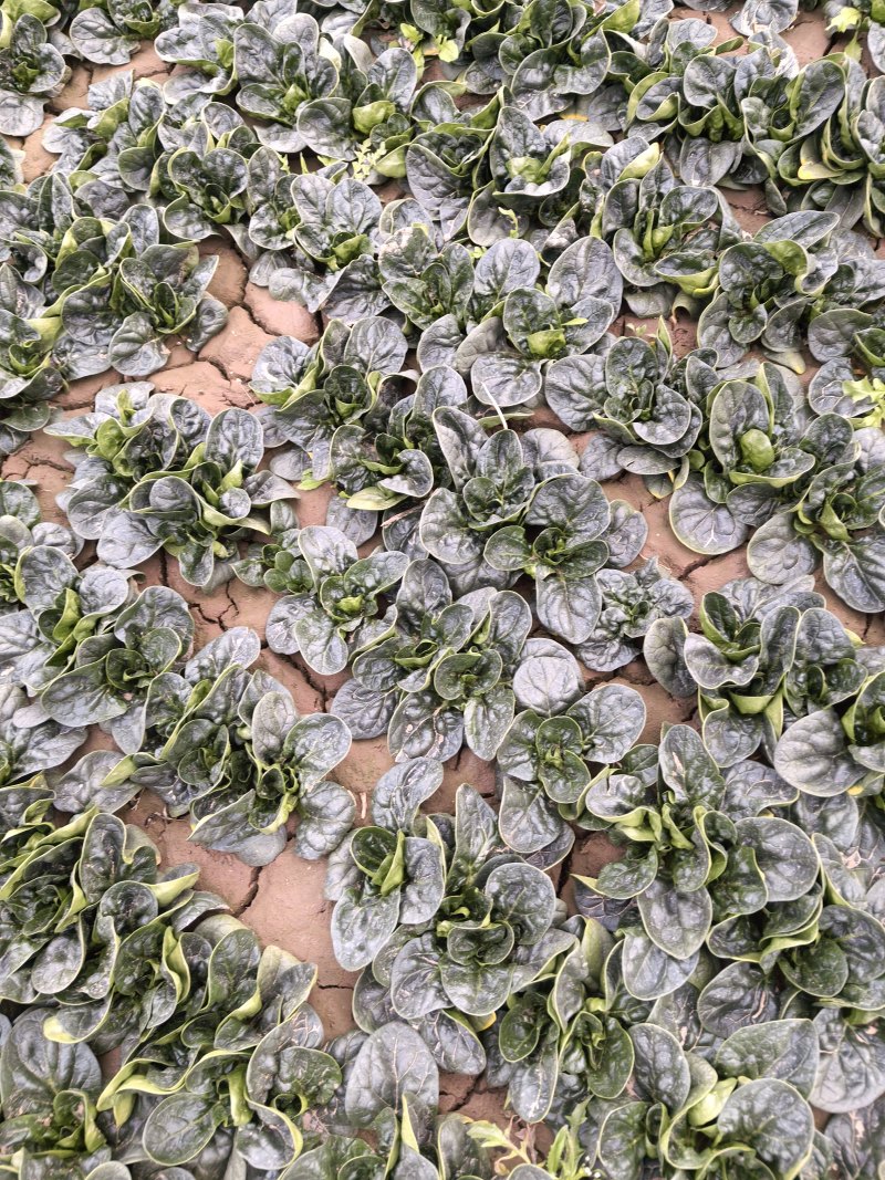 河南正宗趴地菠菜
