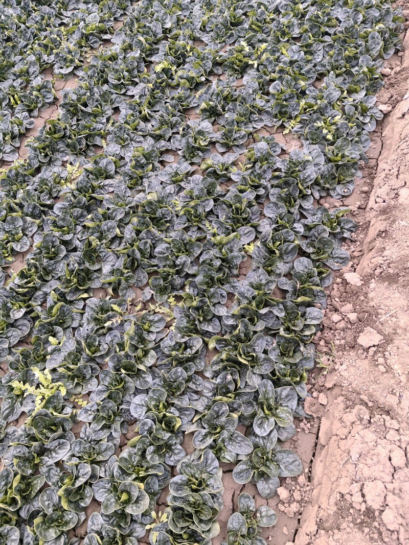 河南正宗趴地菠菜