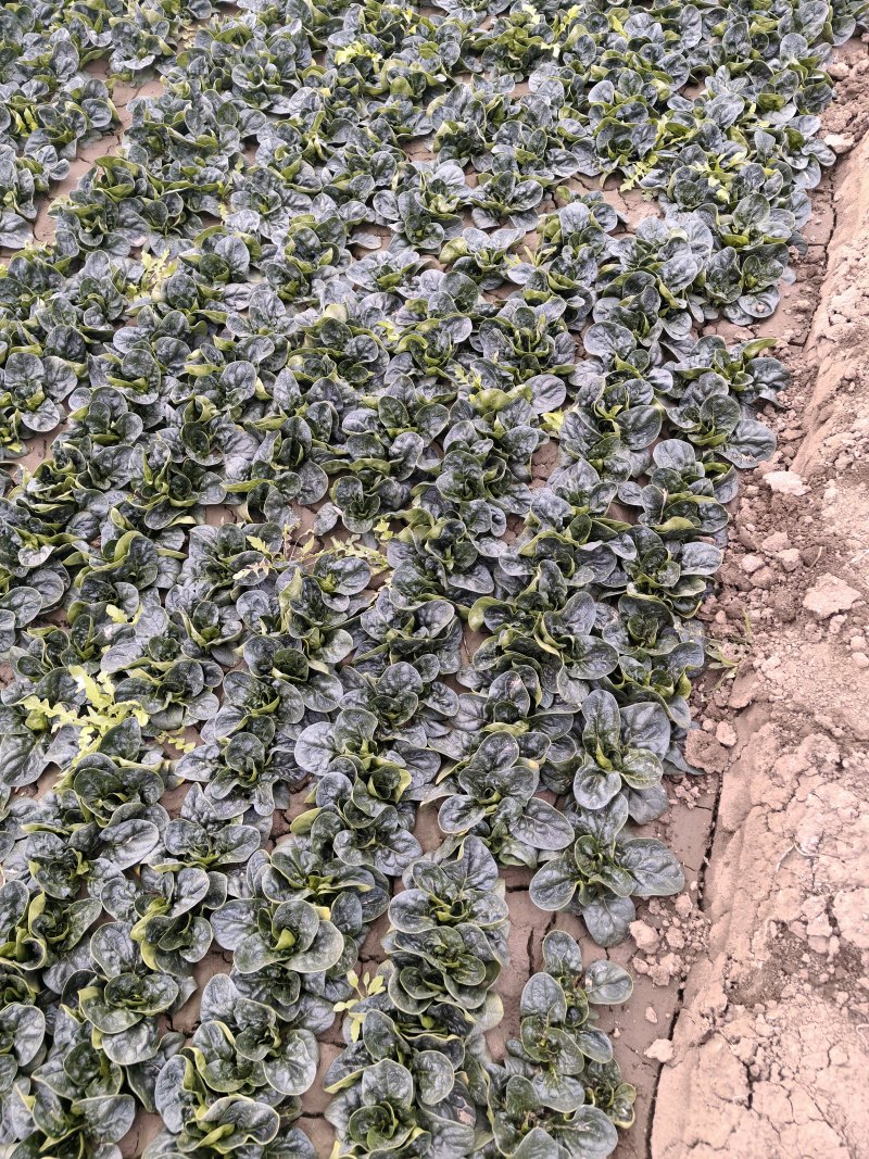 河南正宗趴地菠菜