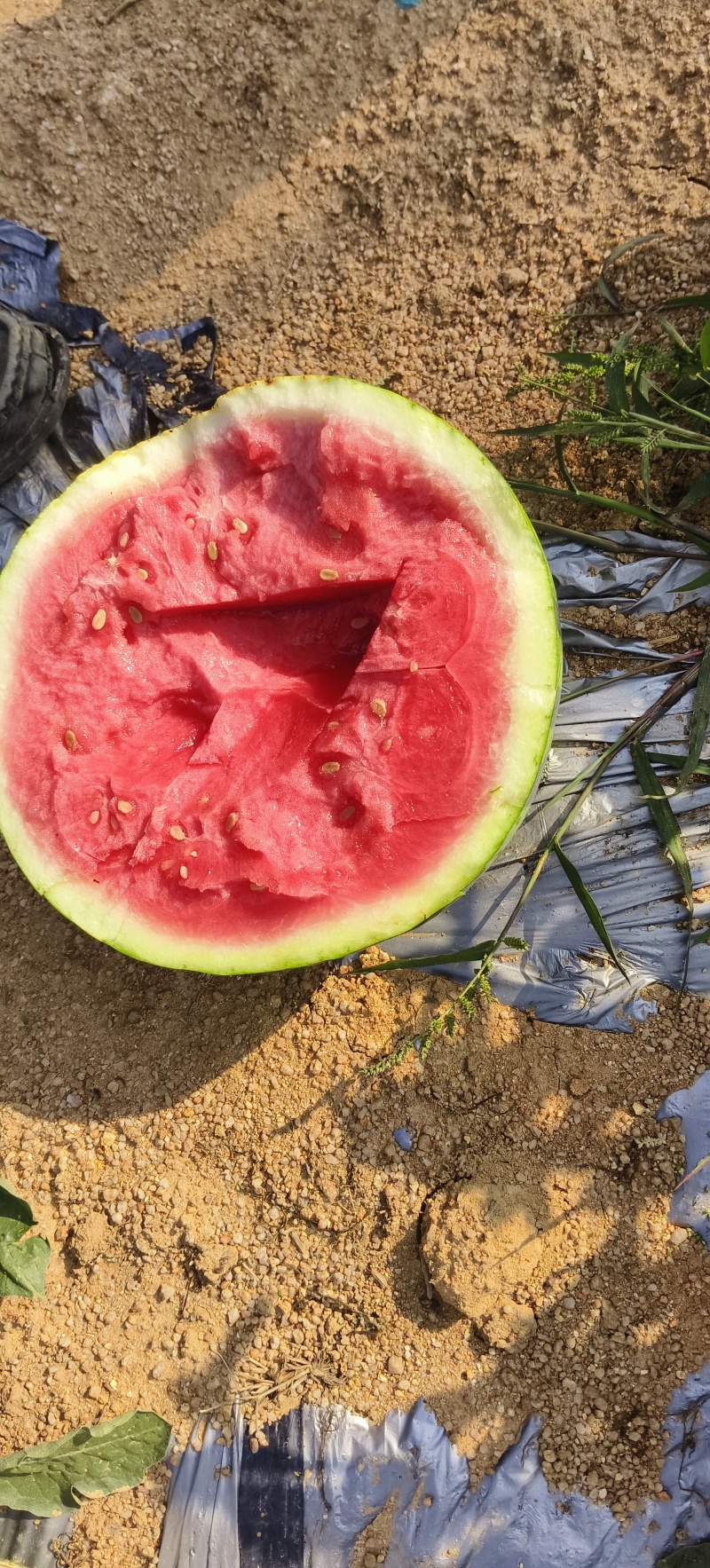 精品西瓜无籽西瓜全国发货对接电商市场商超视频看货