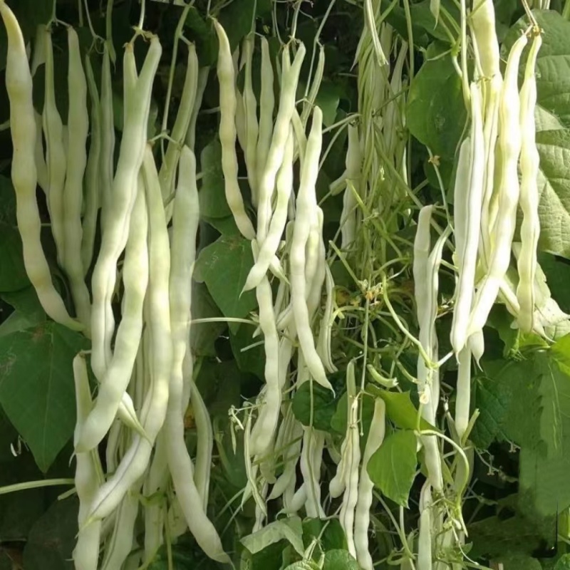白箭三号九粒白架豆种子老来少白不老四季豆芸豆菜豆籽春秋蔬