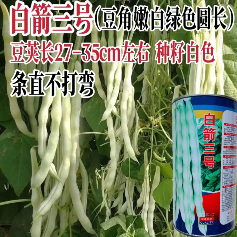 白箭三号九粒白架豆种子老来少白不老四季豆芸豆菜豆籽春秋蔬