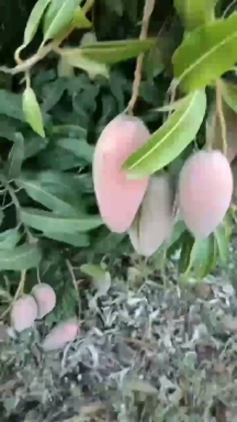 海南热带水果，贵妃芒，红金龙，市场货·电商货