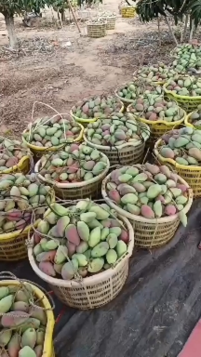 海南热带水果，贵妃芒，红金龙，市场货·电商货