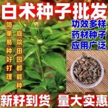 白术种子好打理，今年种植的多，面积小也可以要3斤