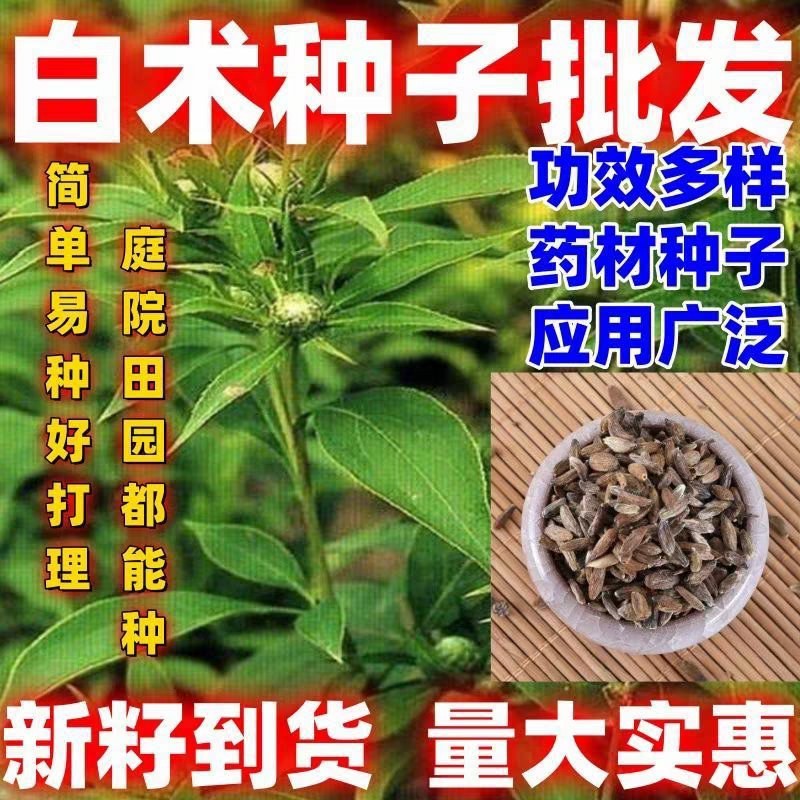 白术种子好打理，今年种植的多，面积小也可以要3斤