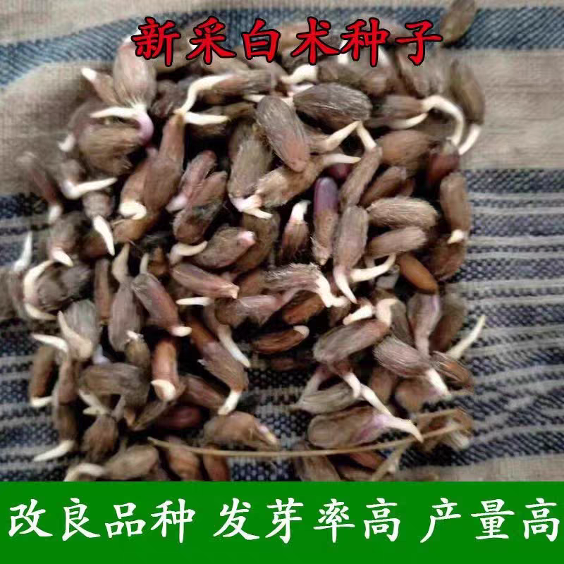 白术种子好打理，今年种植的多，面积小也可以要3斤