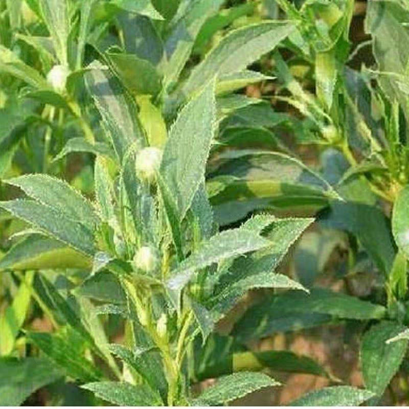 白术种子好打理，今年种植的多，面积小也可以要3斤