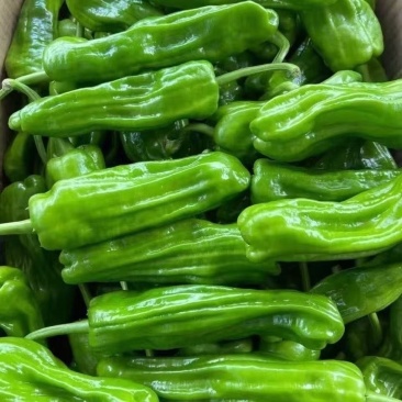 湖北麻城鲜辣椒，薄皮辣椒大量供应货源充足，一手货源