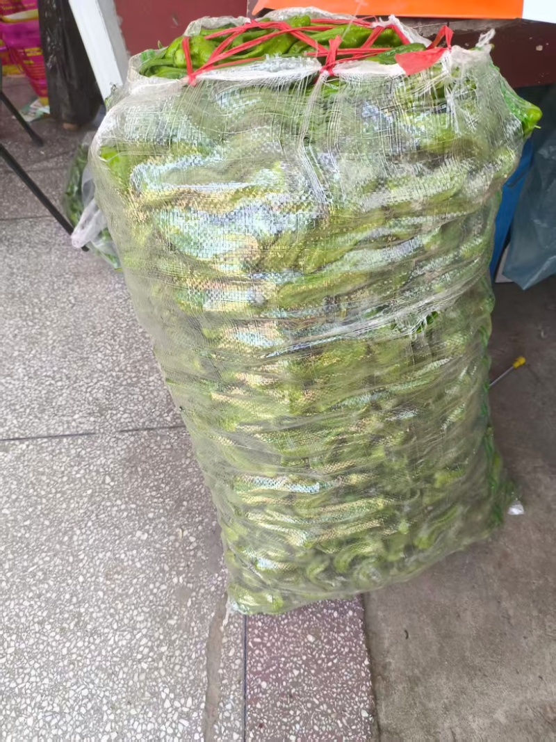 湖北麻城鲜辣椒，薄皮辣椒大量供应货源充足，一手货源