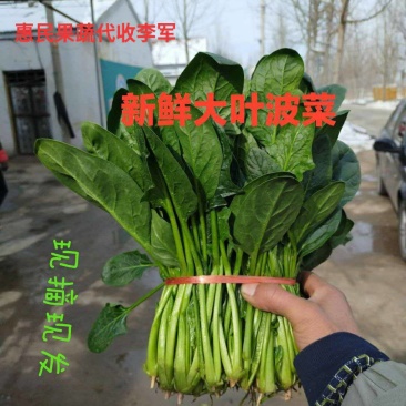 菠菜【精品】山东滨州万亩蔬菜直销，规格齐全，服务周到！