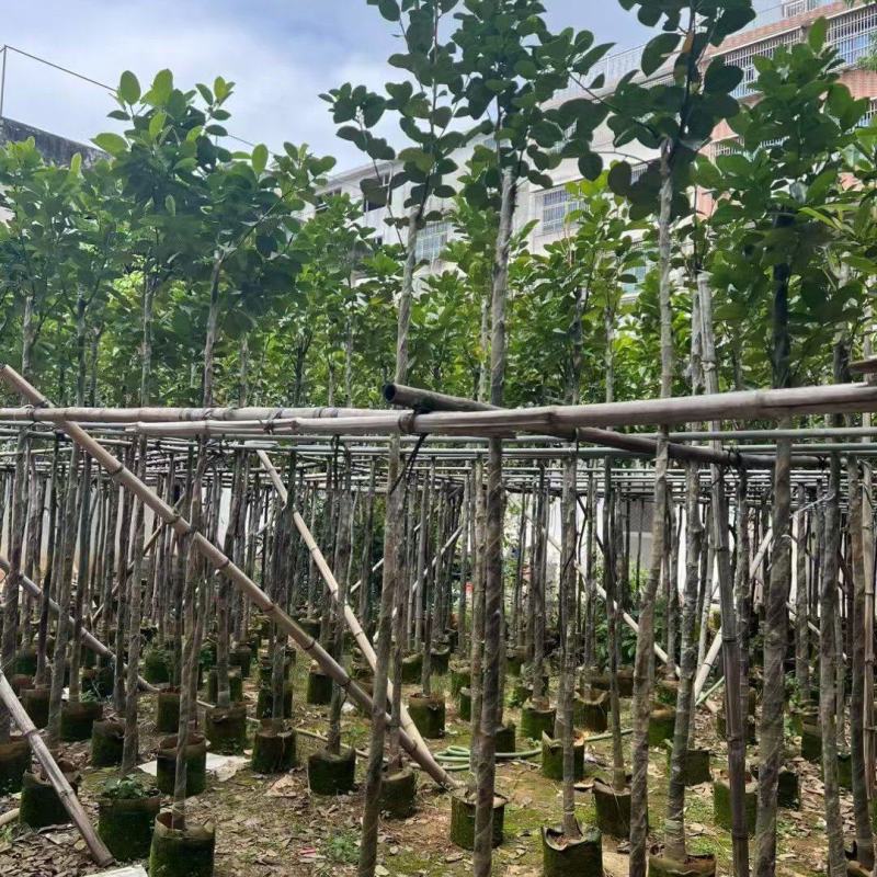 菠萝蜜3至5分，大量出售