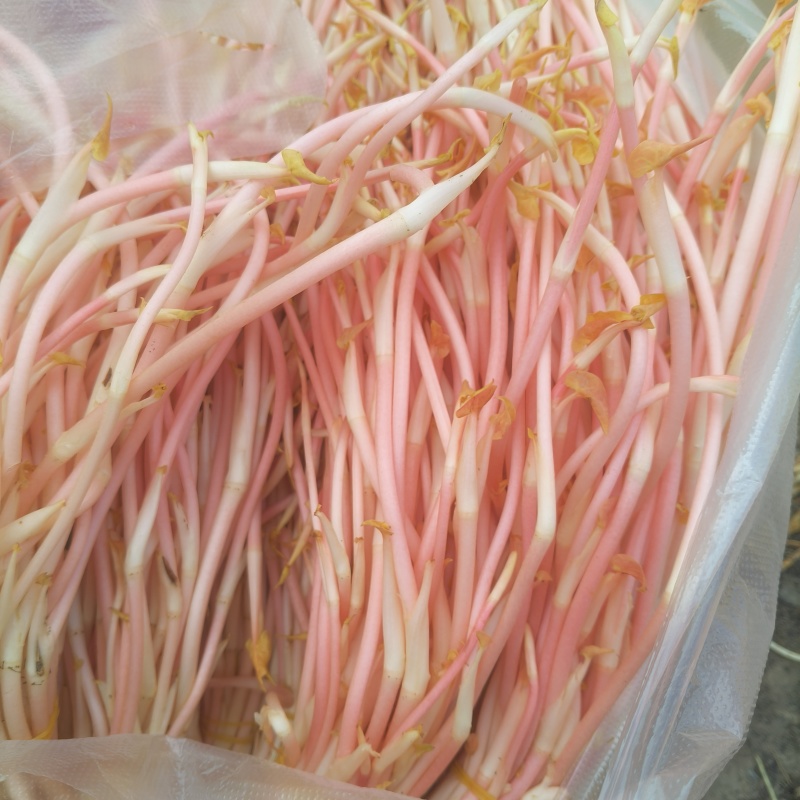 折耳根嫩芽