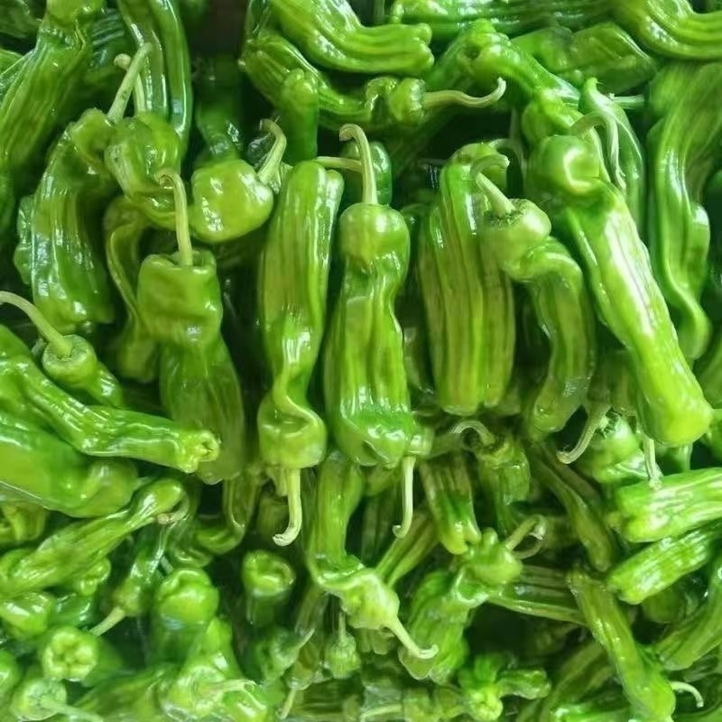 精品薄皮辣椒大量供应新鲜货源量大，从优，欢迎咨询