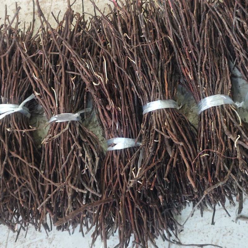何首乌根苗懒人种植好种植易管理成活率高
