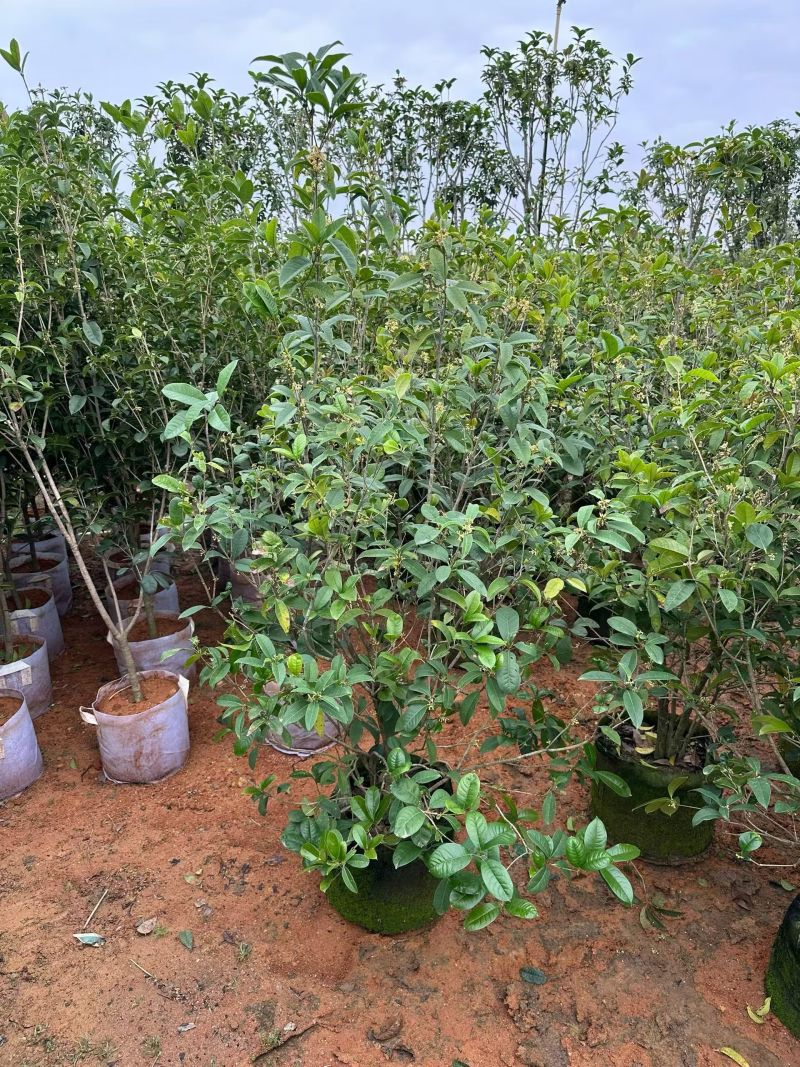 丛生桂花1.2-1.5米高，大量出售