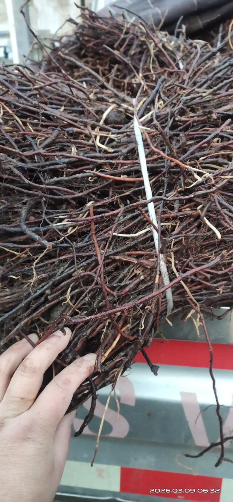 何首乌根苗懒人种植好种植易管理成活率高